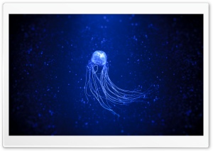 Medusa Ultra HD Wallpaper for 4K UHD Widescreen desktop, tablet & smartphone