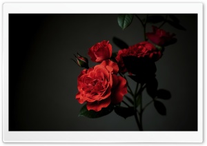 Meillandina Rose Cluster in Bloom, Dark Aesthetic 4K UHD Wallpaper for Widescreen and UltraWide Desktop, UltraHD TV, Smartphone, Tablet