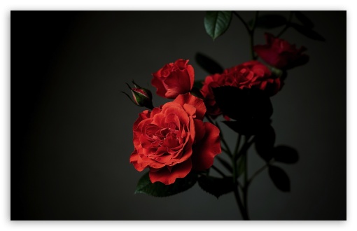 Meillandina Rose Cluster in Bloom, Dark Aesthetic 4K UHD Wallpaper for Widescreen and UltraWide Desktop, UltraHD TV, Smartphone, Tablet Meillandina Rose Cluster in Bloom, Dark Aesthetic UltraHD Wallpaper for UHD 16:9 ; HD 16:9 ; UltraWide 21:9 24:10 ; Widescreen 16:10 5:3 ; Fullscreen 4:3 5:4 3:2 ; Tablet 1:1 ; Mobile 9:16 9:19.5 9:20 9:21 9:22 10:16 2:3 3:5 3:4 ;