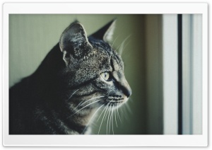 Melancholic Cat Ultra HD Wallpaper for 4K UHD Widescreen desktop, tablet & smartphone