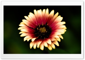 Mexican Blanket Flower Ultra HD Wallpaper for 4K UHD Widescreen desktop, tablet & smartphone