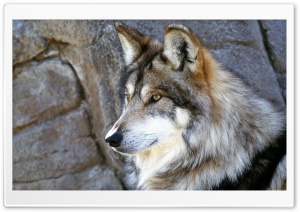 Mexican Wolf Ultra HD Wallpaper for 4K UHD Widescreen desktop, tablet & smartphone