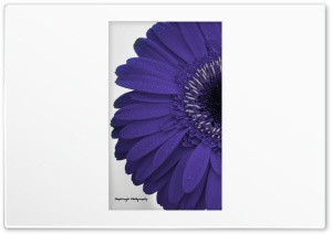 Micro Photography 4K UHD Wallpaper for Widescreen and UltraWide Desktop, UltraHD TV, Smartphone, Tablet