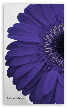 Micro Photography UltraHD Wallpaper for Mobile 3:5 ;