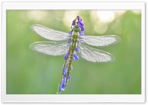 Migrant Hawker Dragonfly on Flower Macro 4K UHD Wallpaper for Widescreen and UltraWide Desktop, UltraHD TV, Smartphone, Tablet