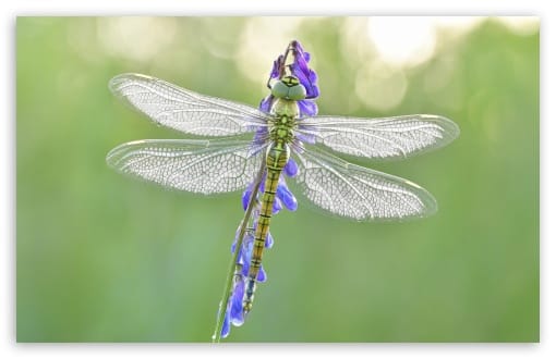 Migrant Hawker Dragonfly on Flower Macro UltraHD Wallpaper for UHD 16:9 ; HD 16:9 ; UltraWide 21:9 24:10 32:9 32:10 ; Widescreen 16:10 ; Dual 16:10 16:9 ;