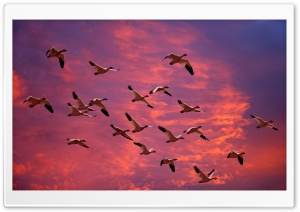 Migrating Snow Geese Skagit Flats Washington Ultra HD Wallpaper for 4K UHD Widescreen desktop, tablet & smartphone