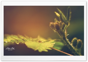 Mimosa Ultra HD Wallpaper for 4K UHD Widescreen desktop, tablet & smartphone