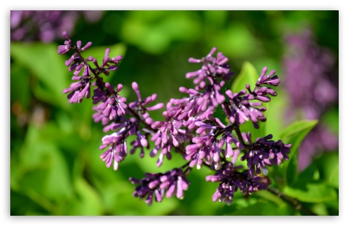 Mini Purple Flower Cluster UltraHD Wallpaper for Wide 16:10 5:3 Widescreen WHXGA WQXGA WUXGA WXGA WGA ; UltraWide 21:9 24:10 ; 8K UHD TV 16:9 Ultra High Definition 2160p 1440p 1080p 900p 720p ; UHD 16:9 2160p 1440p 1080p 900p 720p ; Standard 4:3 5:4 3:2 Fullscreen UXGA XGA SVGA QSXGA SXGA DVGA HVGA HQVGA ( Apple PowerBook G4 iPhone 4 3G 3GS iPod Touch ) ; Smartphone 16:9 3:2 5:3 2160p 1440p 1080p 900p 720p DVGA HVGA HQVGA ( Apple PowerBook G4 iPhone 4 3G 3GS iPod Touch ) WGA ; Tablet 1:1 ; iPad 1/2/Mini ; Mobile 4:3 5:3 3:2 16:9 5:4 - UXGA XGA SVGA WGA DVGA HVGA HQVGA ( Apple PowerBook G4 iPhone 4 3G 3GS iPod Touch ) 2160p 1440p 1080p 900p 720p QSXGA SXGA ;