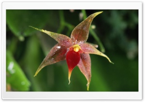Miniature Epiphytic Orchid Costa Rica 4K UHD Wallpaper for Widescreen and UltraWide Desktop, UltraHD TV, Smartphone, Tablet