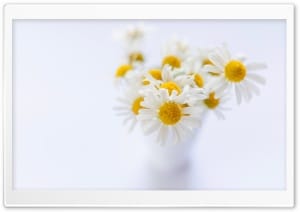 Minimal Daisy Bouquet 4K UHD Wallpaper for Widescreen and UltraWide Desktop, UltraHD TV, Smartphone, Tablet