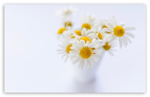 Minimal Daisy Bouquet UltraHD Wallpaper for UHD 16:9 ; HD 16:9 ; UltraWide 21:9 24:10 32:9 32:10 ; Widescreen 16:10 ; Tablet 1:1 ; Mobile 9:16 9:19.5 9:20 9:21 9:22 ; Dual 16:10 16:9 ;
