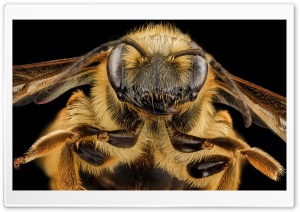 Mining Bee Face, Andrena Hilaris Macro Ultra HD Wallpaper for 4K UHD Widescreen desktop, tablet & smartphone