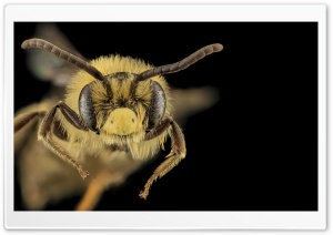 Mining Bee Macro, Andrena Asteroides Ultra HD Wallpaper for 4K UHD Widescreen desktop, tablet & smartphone
