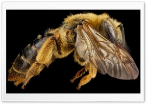 Mining Bee Side View, Andrena Hilaris Ultra HD Wallpaper for 4K UHD Widescreen desktop, tablet & smartphone