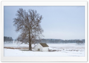 Mist, Tree, House, Winter Ultra HD Wallpaper for 4K UHD Widescreen desktop, tablet & smartphone