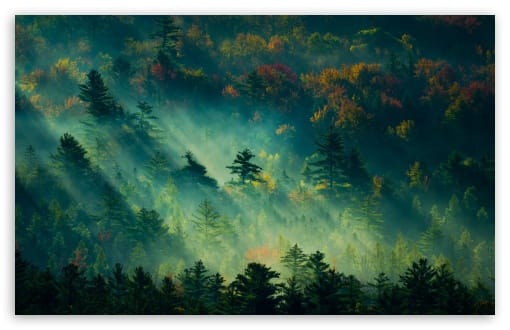 Misty Forest Landscape Illuminated by Rays of Sunlight UltraHD Wallpaper for HD 16:9 ; UltraWide 21:9 24:10 ; Widescreen 16:10 ; Tablet 1:1 ; Mobile 9:16 9:19.5 9:20 ;