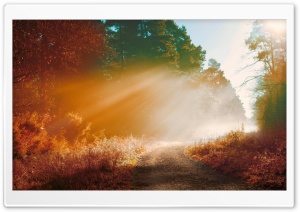 Misty Forest Road, Autumn Ultra HD Wallpaper for 4K UHD Widescreen desktop, tablet & smartphone