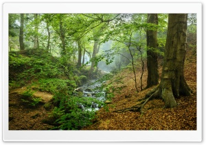 Misty Forest Stream Ultra HD Wallpaper for 4K UHD Widescreen Desktop, Lockscreen, Screensaver, TV, Tablet, Smartphone