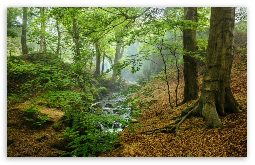 Misty Forest Stream UltraHD Wallpaper for UHD 16:9 ; HD 16:9 ; UltraWide 21:9 24:10 ; Widescreen 16:10 5:3 ; Fullscreen 4:3 5:4 3:2 ; Tablet 1:1 ; Mobile 9:16 9:19.5 9:20 9:21 9:22 10:16 2:3 3:5 3:4 ;