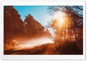 Misty Forest Track, Beautiful Autumn Ultra HD Wallpaper for 4K UHD Widescreen desktop, tablet & smartphone