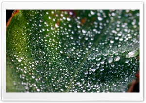 Misty Morning Dew Ultra HD Wallpaper for 4K UHD Widescreen desktop, tablet & smartphone