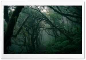 Misty Mossbound Forest 4K UHD Wallpaper for Widescreen and UltraWide Desktop, UltraHD TV, Smartphone, Tablet