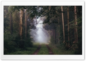 Misty Summer Road Through the Forest Ultra HD Wallpaper for 4K UHD Widescreen Desktop, Lockscreen, Screensaver, TV, Tablet, Smartphone