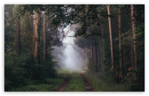 Misty Summer Road Through the Forest UltraHD Wallpaper for UHD 16:9 ; HD 16:9 ; UltraWide 21:9 24:10 32:9 32:10 ; Widescreen 16:10 5:3 ; Fullscreen 4:3 5:4 3:2 ; Tablet 1:1 ; Mobile 9:16 9:19.5 9:20 9:21 9:22 10:16 2:3 3:5 3:4 ; Dual 16:10 5:3 16:9 4:3 5:4 3:2 ;