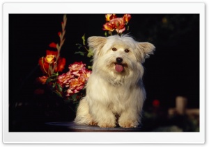 Mixed Breed Terrier Ultra HD Wallpaper for 4K UHD Widescreen desktop, tablet & smartphone