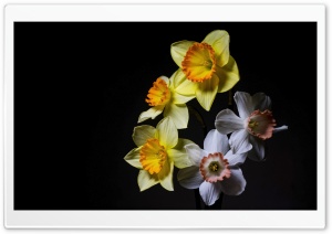 Mixed Daffodil Blooms in Studio Light 4K UHD Wallpaper for Widescreen and UltraWide Desktop, UltraHD TV, Smartphone, Tablet
