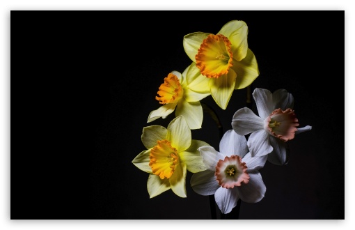 Mixed Daffodil Blooms in Studio Light UltraHD Wallpaper for UHD 16:9 ; HD 16:9 ; UltraWide 21:9 24:10 ; Widescreen 16:10 5:3 ; Fullscreen 4:3 5:4 3:2 ; Tablet 1:1 ; Mobile 9:16 9:19.5 9:20 9:21 9:22 10:16 2:3 3:5 3:4 ;