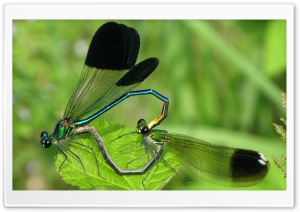 Mobarakabadvillage.ir - Dragonfly Mating Ultra HD Wallpaper for 4K UHD Widescreen desktop, tablet & smartphone