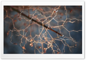 Molecular Branches Ultra HD Wallpaper for 4K UHD Widescreen desktop, tablet & smartphone