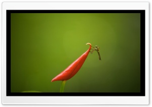 Moments Magic Ultra HD Wallpaper for 4K UHD Widescreen desktop, tablet & smartphone