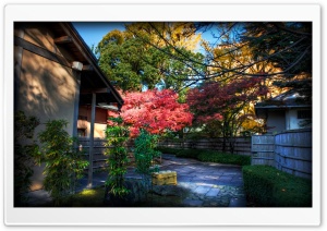 Momiji Behind Tea House Ultra HD Wallpaper for 4K UHD Widescreen desktop, tablet & smartphone