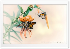 Monarch Butterflies Ultra HD Wallpaper for 4K UHD Widescreen desktop, tablet & smartphone
