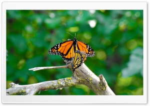Monarch Butterflies Mating Ultra HD Wallpaper for 4K UHD Widescreen desktop, tablet & smartphone