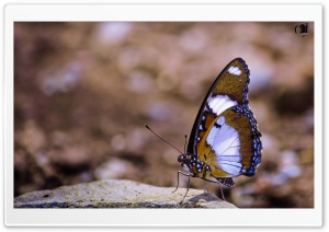 Monarch Butterfly Ultra HD Wallpaper for 4K UHD Widescreen desktop, tablet & smartphone