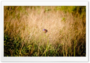 Monarch Butterfly Ultra HD Wallpaper for 4K UHD Widescreen Desktop, Lockscreen, Screensaver, TV, Tablet, Smartphone