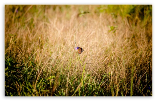 Monarch Butterfly UltraHD Wallpaper for UHD 16:9 ; HD 16:9 ; UltraWide 21:9 24:10 32:9 32:10 ; Widescreen 16:10 5:3 ; Fullscreen 4:3 5:4 3:2 ; Tablet 1:1 ; Mobile 9:16 2:3 3:5 3:4 ; Dual 16:10 5:3 16:9 4:3 5:4 3:2 ; Triple 16:10 5:3 16:9 4:3 5:4 3:2 ;