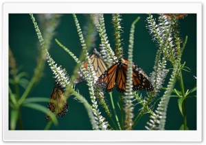 Monarch Butterfly on a Flower Ultra HD Wallpaper for 4K UHD Widescreen desktop, tablet & smartphone