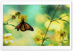 Monarch Butterfly On A Yellow Flower Ultra HD Wallpaper for 4K UHD Widescreen desktop, tablet & smartphone
