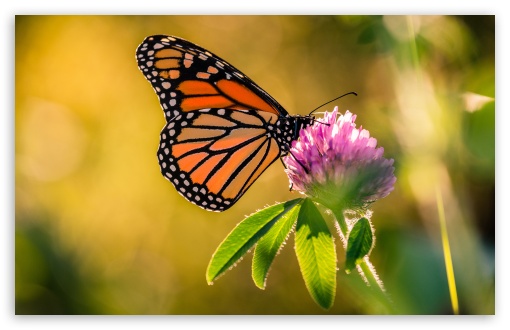 Monarch Butterfly on Red Clover Flower UltraHD Wallpaper for UHD 16:9 ; HD 16:9 ; UltraWide 21:9 24:10 ; Widescreen 16:10 5:3 ; Fullscreen 4:3 5:4 3:2 ; Tablet 1:1 ; Mobile 3:4 ;