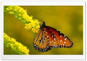 Monarch Butterfly on Yellow Flowers Ultra HD Wallpaper for 4K UHD Widescreen desktop, tablet & smartphone