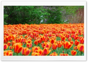 Monarch Tulips Flowers Ultra HD Wallpaper for 4K UHD Widescreen desktop, tablet & smartphone