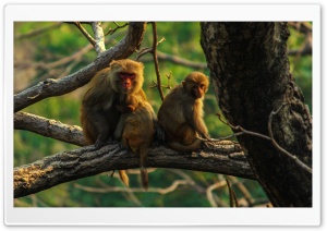 Monkey Ultra HD Wallpaper for 4K UHD Widescreen desktop, tablet & smartphone
