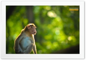 Monkey Ultra HD Wallpaper for 4K UHD Widescreen Desktop, Lockscreen, Screensaver, TV, Tablet, Smartphone