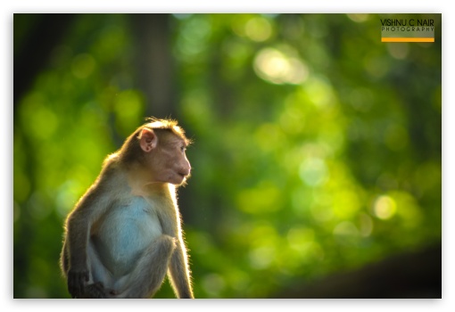 Monkey UltraHD Wallpaper for Fullscreen 3:2 DVGA HVGA HQVGA ( Apple PowerBook G4 iPhone 4 3G 3GS iPod Touch ) ;