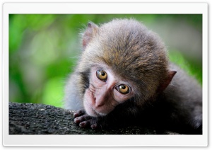 Monkey Big Eyes Ultra HD Wallpaper for 4K UHD Widescreen desktop, tablet & smartphone